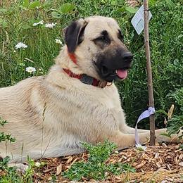 Talia - Anatolian Shepherd Dog