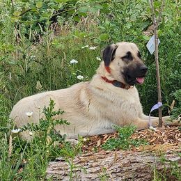 Talia - Anatolian Shepherd Dog