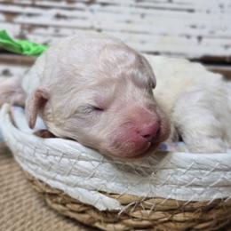 ODIN - Petite Mini - Apricot male Goldendoodle puppy in Austin, Texas from Austin Doodles & Poodles