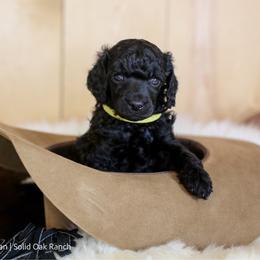 Houston - Black male Poodle puppy in Arlington, Ohio from Solid Oak Ranch
