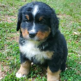 Girl 1 - Black rust and white female Bernese Mountain Dog puppy in Nicholson, Georgia from Bernese Mountain Dogs of Pony Trail Farm