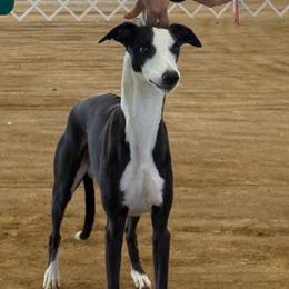 Brick - Whippet