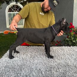 Purple Collar Female - Black female Cane Corso puppy in San Jacinto, California from Premium Cane Corso