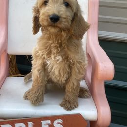 Dodge - Apricot male Irish Doodle puppy in Home, Pennsylvania from Plum Creek Acres Next Generation