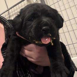 Pink girl - Black female Labrador Retriever puppy in Menifee, California from The Golden Leash Kennels