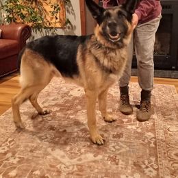 Bear - German Shepherd