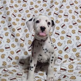 Maple Bacon Donut- Maroon - White and black female Dalmatian puppy in Claremore, Oklahoma from Lotsofdots Dalmatians