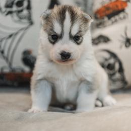 Alizon - Gray and white female Siberian Husky puppy in Front Royal, Virginia from North River Siberians