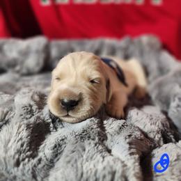 Blue - Golden male Golden Retriever puppy in Lucasville, Ohio from Halo Kennels