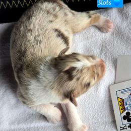 Slots - Red merle male Miniature Australian Shepherd puppy in Powell Butte, Oregon from Willow Lane Ranch