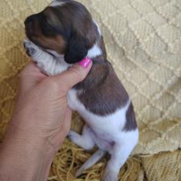 Boy 3 - Piebald male Dachshund puppy in Clayton, Indiana from Love Struck Miniature Dachshunds
