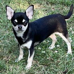 Dazzling Diva - Black and tan Chihuahua puppy in Buffalo Grove, Illinois from Piccoli Amici Chihuahuas