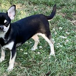 Dazzling Diva - Black and tan Chihuahua puppy in Buffalo Grove, Illinois from Piccoli Amici Chihuahuas