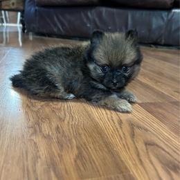 Pringle - Red sable male Pomeranian puppy in Clinton, Tennessee from Liza’s Aussies & Poms