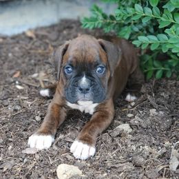 Alex - Brindle male Boxer puppy in Newville, Pennsylvania from Zimmerman's Pets