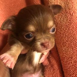 Sydney Prescott - Chocolate and white female Chihuahua puppy in Amelia, Virginia from Pannell’s Precious Pups