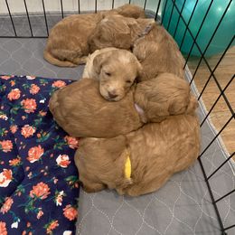 Australian Labradoodle Puppies from Magnolia Breeze Labradoodles