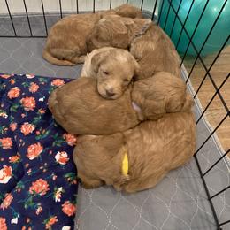Australian Labradoodle Puppies from Magnolia Breeze Labradoodles