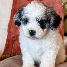 Aussiedoodles, Australian Shepherds, Bernedoodles, Sheepadoodles, and Shichons from V6 Ranch Dogs