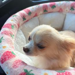 Story - Chihuahua