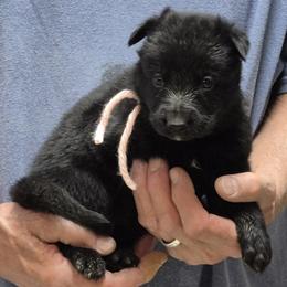 Girl 2 - Black female German Shepherd puppy in Lake George, Colorado from High Country German Shepherds