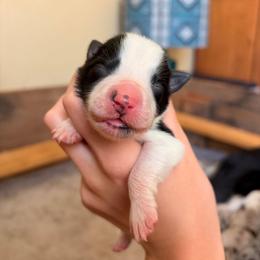 Happy - Black and white male Border Collie puppy in Ripley, Oklahoma from Adventure5 Border Collies