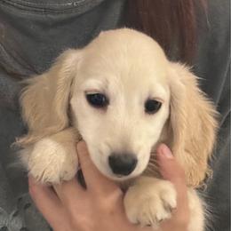 Boomer - AKC - 2750 - Cream male Dachshund puppy in Shawnee, Oklahoma from Magic Eagle Miniature Dachshunds