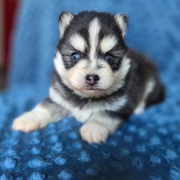 Edison - Black and white male Pomsky puppy in Mc Callsburg, Iowa from SZ Rolling Acres LLC