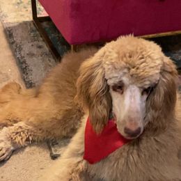 Kale - Goldendoodle puppy from Zeusthemoosedoodles