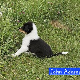 Old Time Scotch Collie Puppies from Ashgrove Farm