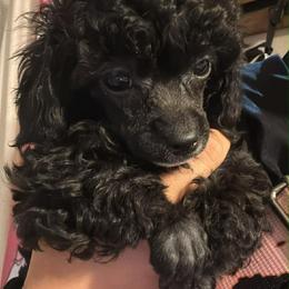 Raven - Black female Poodle puppy in Buckeye, Arizona from Romano Juarez Puppies