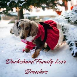 Dachshund Puppies from Dachshund Family Love Breeders