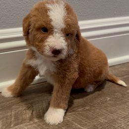 Levi - Red male Bernedoodle puppy in Los Angeles, California from Bernied00dle Love