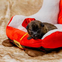 Yellow - Gold brindle female Dutch Shepherd puppy in Auburn, Georgia from Faberge Hollandse Herdershond