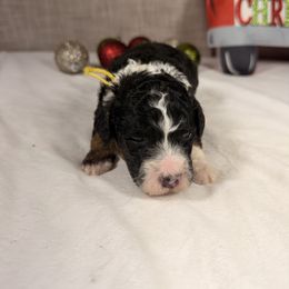 Snickers - Tri-color female Bernedoodle puppy in Luana, Iowa from Country View Bernedoodles and Goldendoodles