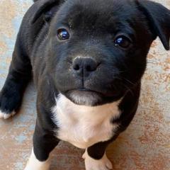 Staffordshire Bull Terriers from Lisa's Staffordshire Bull Terriers