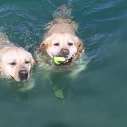 Labrador Retrievers from Bad River Labradors