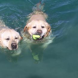 Labrador Retrievers from Bad River Labradors