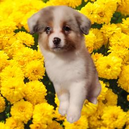 Calico Crab - Blue merle Australian Shepherd puppy in Pottstown, Pennsylvania from Ramos Standards