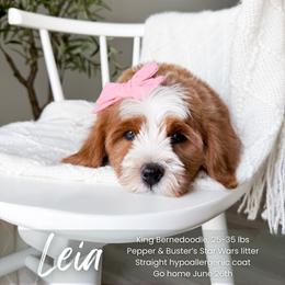Leia - Red female Bernedoodle puppy in South Jordan, Utah from Wonderful World Doodles
