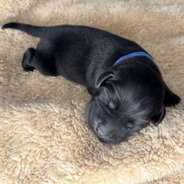 Blue Collar - Black male Labrador Retriever puppy in Port Saint Lucie, Florida from Fleeher Labradors
