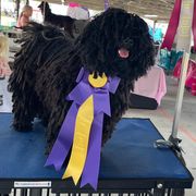 Puli All Grown Up from Bowmaker Pulik