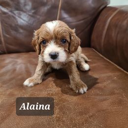 Alaina - Apricot Cavapoo puppy in Atmore, Alabama from Gulf Coast Puppies