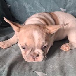 Mya - White and fawn female French Bulldog puppy in Cañon City, Colorado from Terri Geiser-Gilchrist