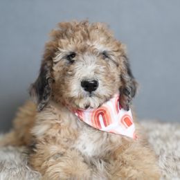 Bernedoodle, Goldendoodle, Poodle, and Sheepadoodle Puppies from Northwest Pups