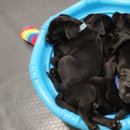 Labrador Retriever Puppies from Steele Caliber Retrievers