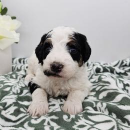 Galadriel - Black and white female Bernedoodle puppy in Granton, Wisconsin from Rose River Farms