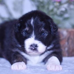 Fendi - Blue merle female Australian Shepherd puppy in Easton, Missouri from MMA Kennel