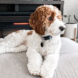 Cavapoos and Goldendoodles from Dot & Dash Doodles