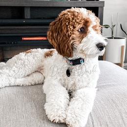 Cavapoos and Goldendoodles from Dot & Dash Doodles